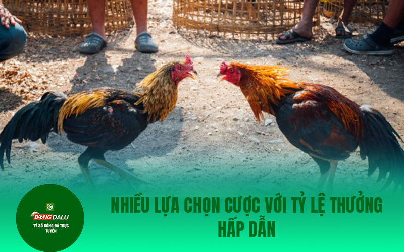da ga 1 1 Nhiều lựa chọn cược với tỷ lệ thưởng hấp dẫn