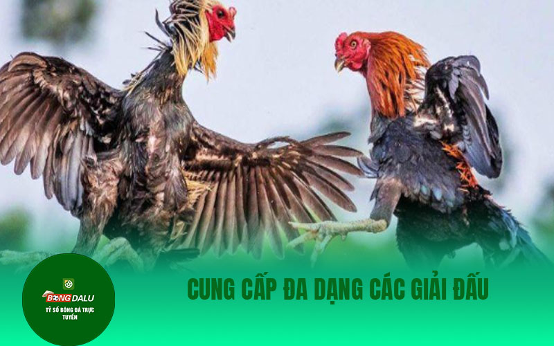 da ga 1 Cung cấp đa dạng các giải đấu