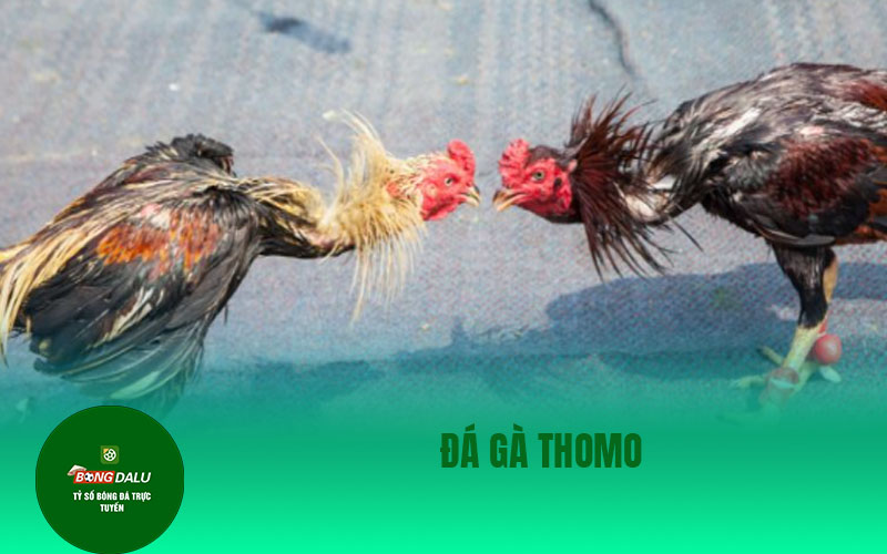 da ga 2 1 Đá gà Thomo