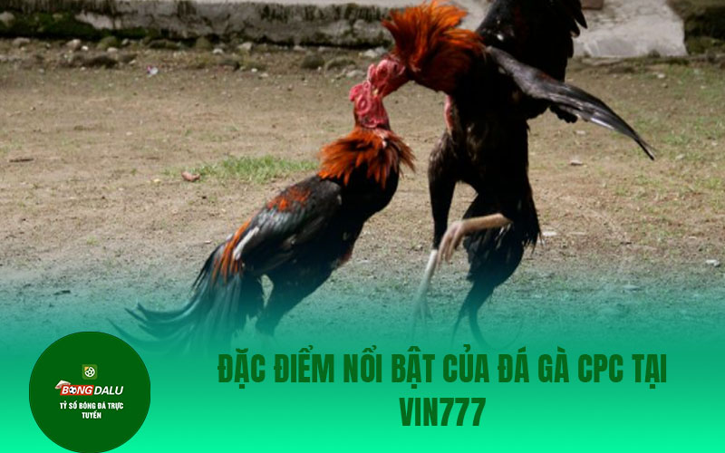 da ga 3 Đặc điểm nổi bật của đá gà CPC tại Vin777