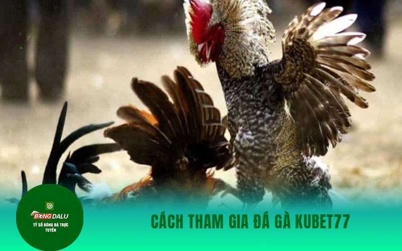 da ga kubet 1 Cách tham gia đá gà Kubet77