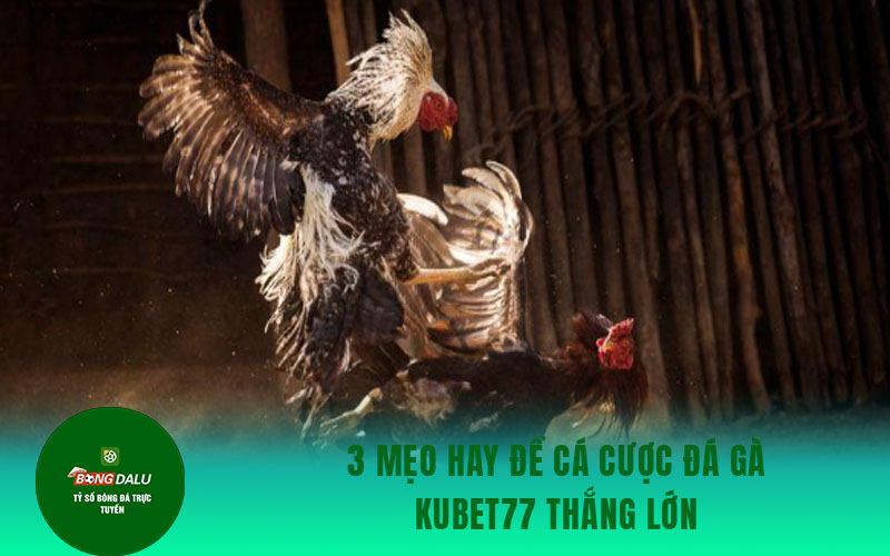 da ga kubet 2 3 mẹo hay để cá cược đá gà Kubet77 thắng lớn