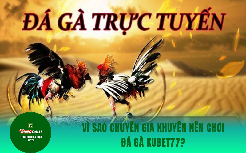 da ga kubet Vì sao chuyên gia khuyên nên chơi đá gà Kubet77?