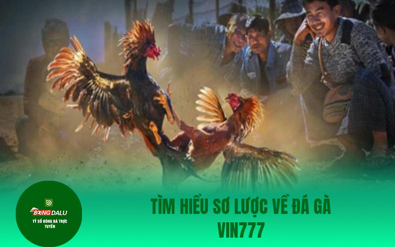 da ga Tìm hiểu sơ lược về đá gà Vin777