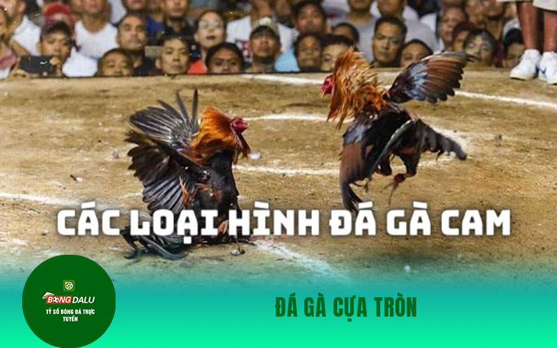 ga cam 1 Đá gà cựa tròn