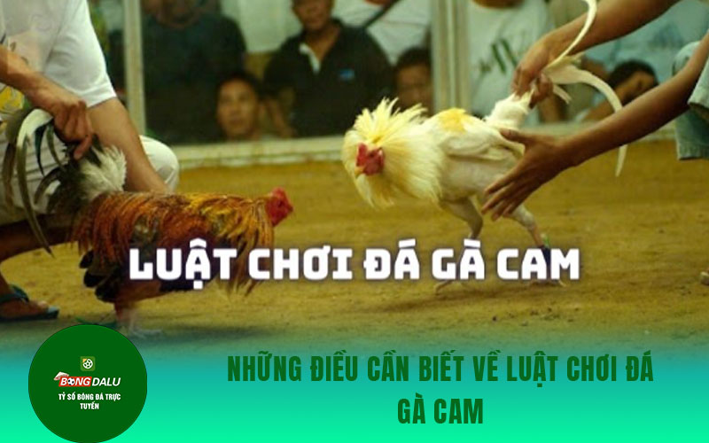 ga cam 2 Những điều cần biết về luật chơi đá gà Cam
