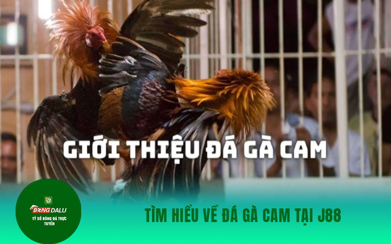 ga cam Tìm hiểu về đá gà Cam tại J88