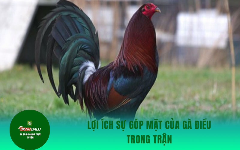 ga dieu 1 Lợi ích sự góp mặt của gà điều trong trận