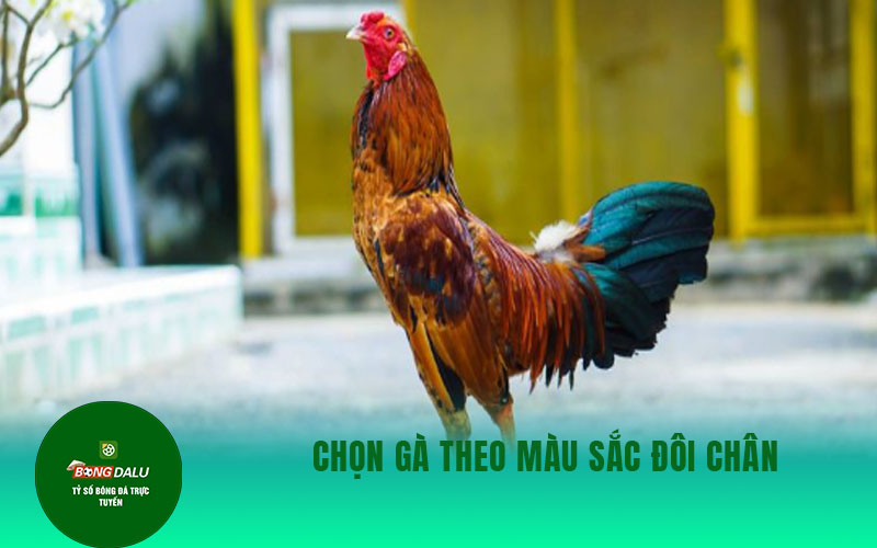 ga dieu 2 Chọn gà theo màu sắc đôi chân