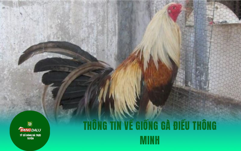 ga dieu Thông tin về giống gà điều thông minh
