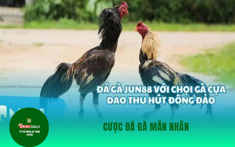 jun88 2 Cược đá gà mãn nhãn